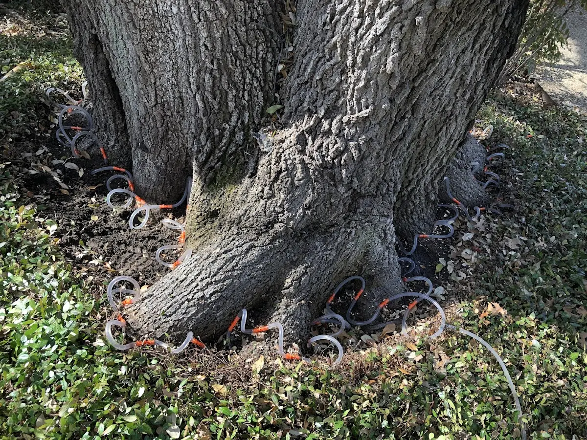 Detailed Tree Cabling and Bracing job site in Hambleton