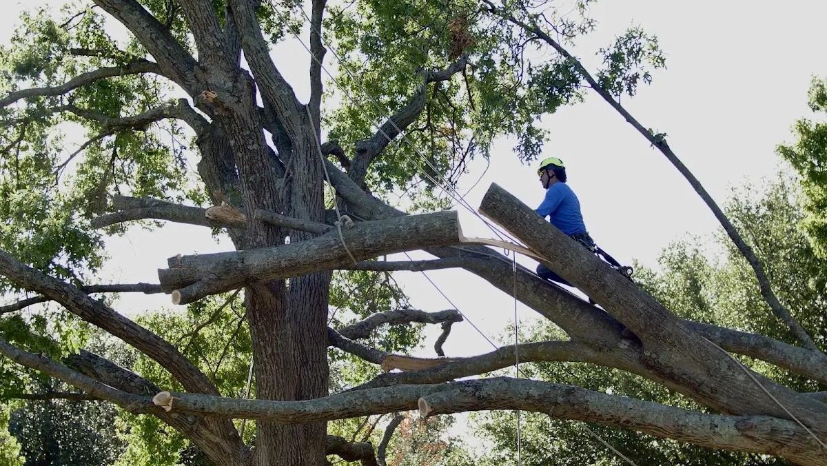 Professional Crown Thinning performed by certified arborists in Hambleton